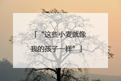 “这些小麦就像我的孩子一样”