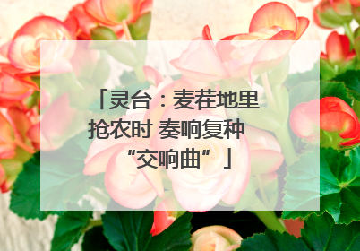 灵台：麦茬地里抢农时 奏响复种“交响曲”