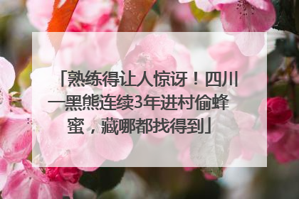 熟练得让人惊讶！四川一黑熊连续3年进村偷蜂蜜，藏哪都找得到