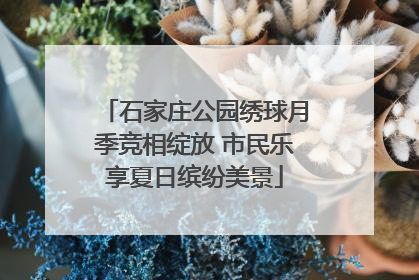 石家庄公园绣球月季竞相绽放 市民乐享夏日缤纷美景