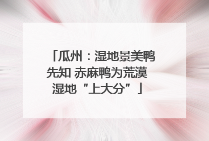 瓜州：湿地景美鸭先知 赤麻鸭为荒漠湿地“上大分”