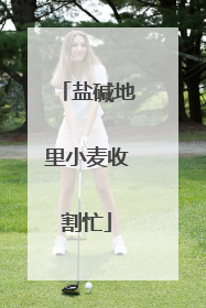 盐碱地里小麦收割忙