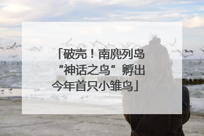 破壳！南麂列岛“神话之鸟”孵出今年首只小雏鸟