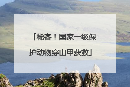 稀客！国家一级保护动物穿山甲获救