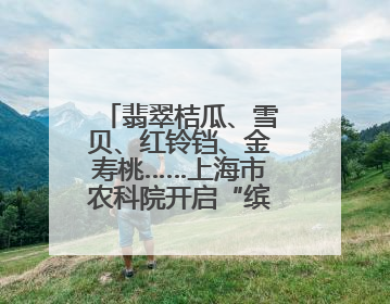 翡翠桔瓜、雪贝、红铃铛、金寿桃……上海市农科院开启“缤纷蔬菜之约”