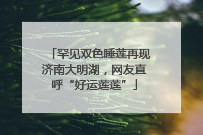 罕见双色睡莲再现济南大明湖，网友直呼“好运莲莲”