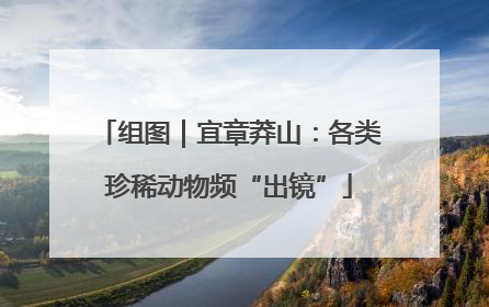 组图｜宜章莽山：各类珍稀动物频“出镜”