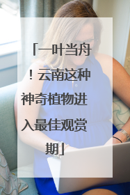 一叶当舟！云南这种神奇植物进入最佳观赏期