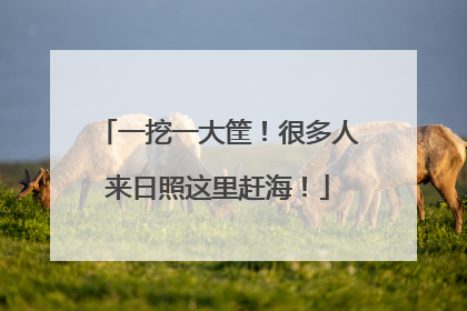 一挖一大筐！很多人来日照这里赶海！