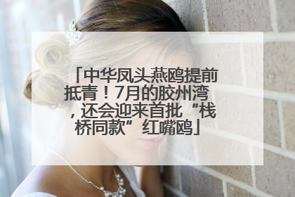 中华凤头燕鸥提前抵青！7月的胶州湾，还会迎来首批“栈桥同款”红嘴鸥