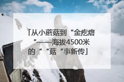 从小蘑菇到“金疙瘩“——海拔4500米的““菇“事新传