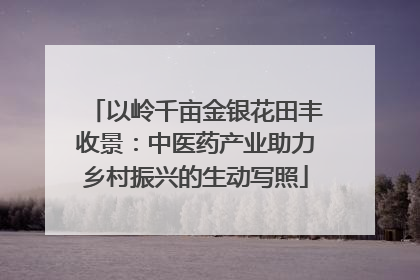 以岭千亩金银花田丰收景：中医药产业助力乡村振兴的生动写照