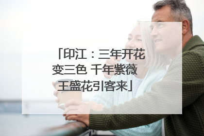 印江：三年开花变三色 千年紫薇王盛花引客来