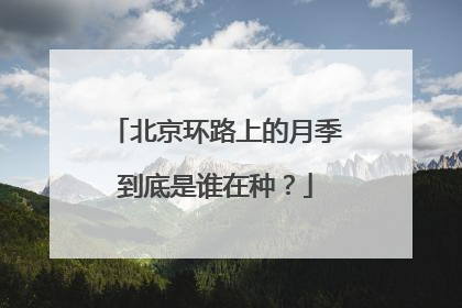 北京环路上的月季到底是谁在种？