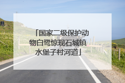 国家二级保护动物白鹭惊现石城镇水堡子村河道