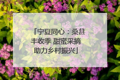 宁夏同心：桑葚丰收季 甜蜜采摘助力乡村振兴