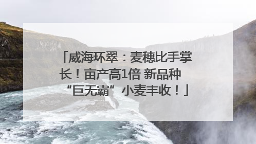 威海环翠：麦穗比手掌长！亩产高1倍 新品种“巨无霸”小麦丰收！