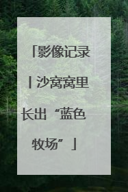 影像记录丨沙窝窝里长出“蓝色牧场”