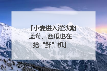 小麦进入灌浆期 蓝莓、西瓜也在抢“鲜”机