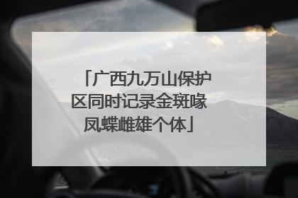 广西九万山保护区同时记录金斑喙凤蝶雌雄个体
