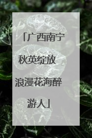 广西南宁秋英绽放 浪漫花海醉游人