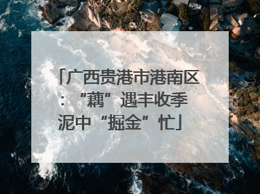 广西贵港市港南区：“藕”遇丰收季 泥中“掘金”忙