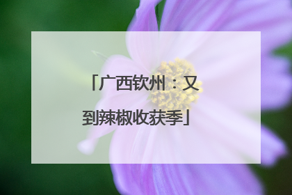 广西钦州：又到辣椒收获季