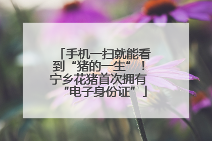 手机一扫就能看到“猪的一生”！宁乡花猪首次拥有“电子身份证”