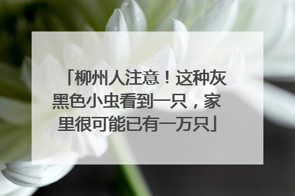 柳州人注意！这种灰黑色小虫看到一只，家里很可能已有一万只