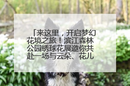 来这里，开启梦幻花境之旅！滨江森林公园绣球花展邀你共赴一场与云朵、花儿的浪漫之约