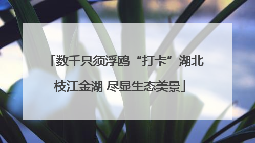 数千只须浮鸥“打卡”湖北枝江金湖 尽显生态美景
