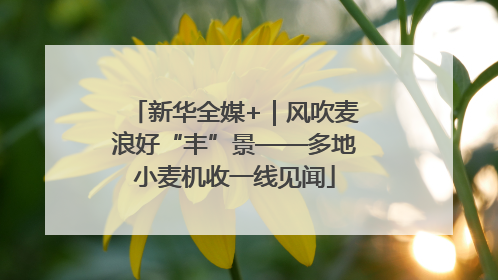 新华全媒+｜风吹麦浪好“丰”景——多地小麦机收一线见闻