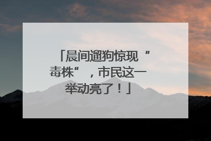 晨间遛狗惊现“毒株”，市民这一举动亮了！