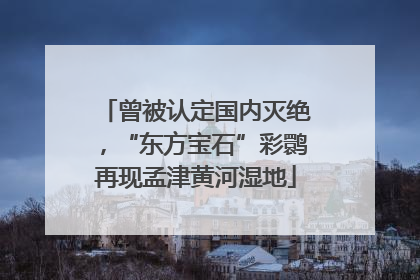 曾被认定国内灭绝，“东方宝石”彩鹮再现孟津黄河湿地