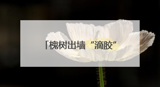 槐树出墙“滴胶”黏车，两社区合力消除车主头顶隐患