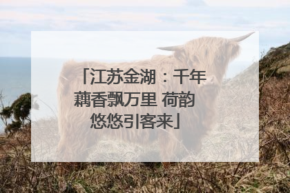 江苏金湖：千年藕香飘万里 荷韵悠悠引客来