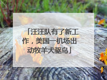 汪汪队有了新工作，美国一机场出动牧羊犬驱鸟