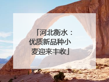 河北衡水：优质新品种小麦迎来丰收