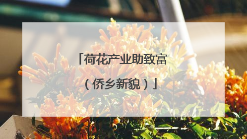 荷花产业助致富（侨乡新貌）