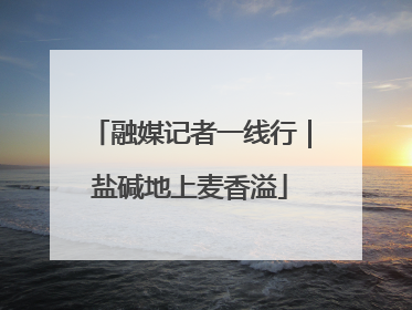 融媒记者一线行｜盐碱地上麦香溢