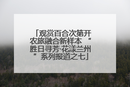 观赏百合次第开 农旅融合新样本 “胜日寻芳·花漾兰州”系列报道之七