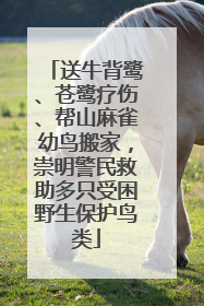送牛背鹭、苍鹭疗伤、帮山麻雀幼鸟搬家，崇明警民救助多只受困野生保护鸟类