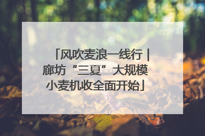 风吹麦浪一线行｜廊坊“三夏”大规模小麦机收全面开始
