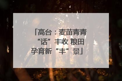 高台：麦苗青青“话”丰收 粮田孕育新“丰”景