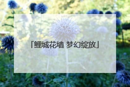 鲤城花墙 梦幻绽放