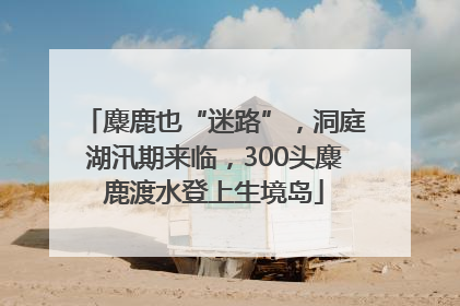 麋鹿也“迷路”，洞庭湖汛期来临，300头麋鹿渡水登上生境岛